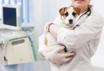 愛犬のアレルギーは予防できるのか？