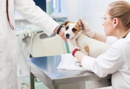 犬の外耳炎の原因