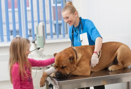 犬の骨折の治療