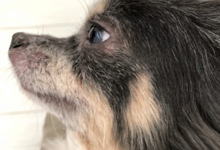 犬のアトピー性皮膚炎の症状