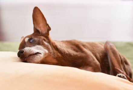 犬の外耳炎の症状