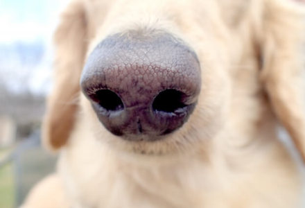 犬の鼻の病気