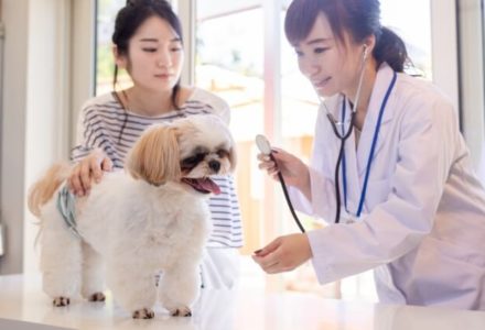 犬の健康診断の内容