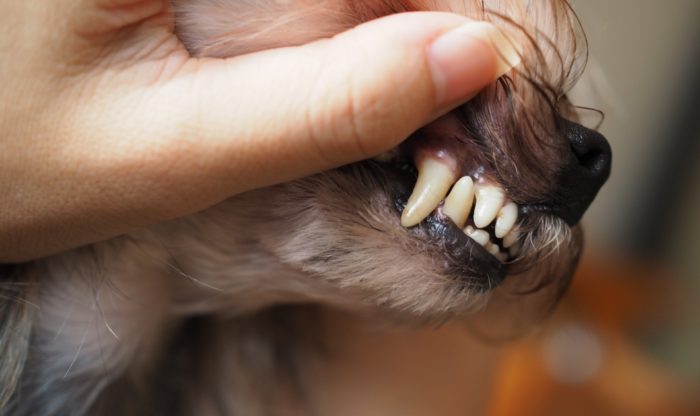 犬の歯と人の歯の役割の違い