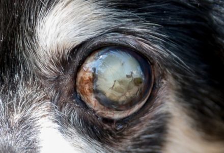 犬の目の病気は？