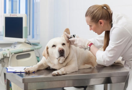 犬の外耳炎を診断する獣医