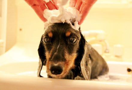 犬の頭に泡をのせて顔を洗う