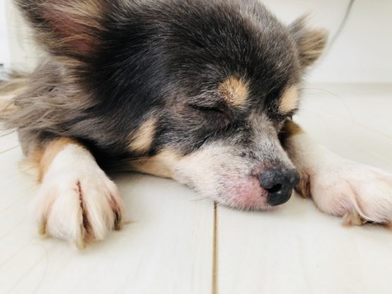 犬のアトピー性皮膚炎の治療
