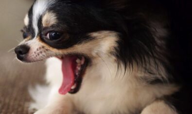 愛犬の口臭の原因!?乳歯遺残の原因や症状について解説