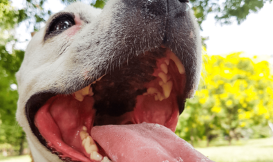 犬の口臭の原因!?乳歯遺残の原因や症状について解説