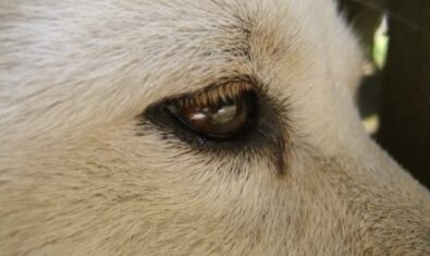 愛犬の目が白くなる病気の種類について|原因や対処法について解説