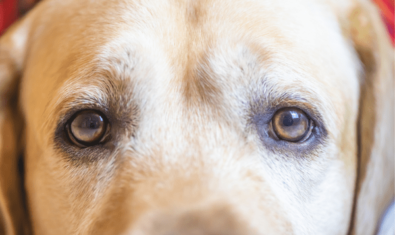 愛犬の目が白い？犬の白内障の症状から治療費まで解説