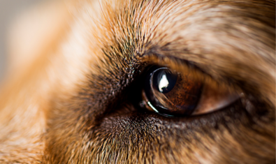 犬の目が白くなる病気の種類について|原因や対処法について解説