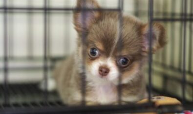 愛犬の食糞の原因にあった対策をご紹介