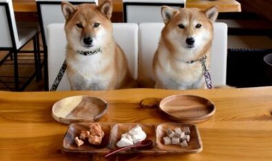 愛犬が下痢をする原因は？受診の目安や下痢から考えられる原因とは？