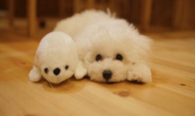 愛犬の食糞の原因パターンをケースごとに分かりやすく解説！