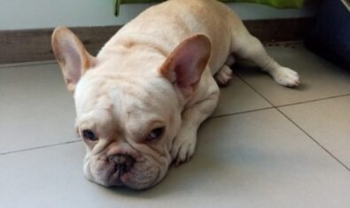 下痢の時の食事はどうする？愛犬の下痢予防や食事療法について解説