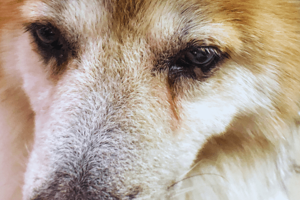 犬の目やにと併発しやすい症状