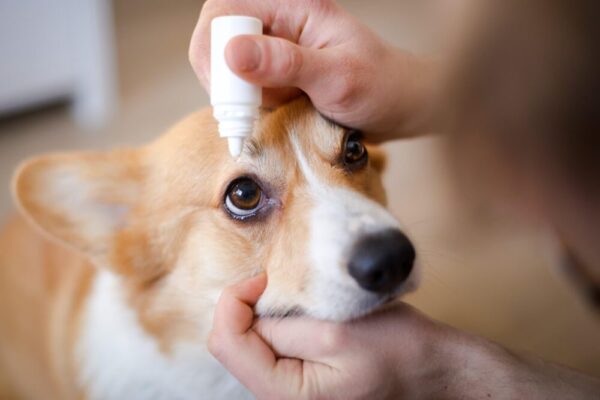 犬の目やにのケアと薬・目薬の使い方