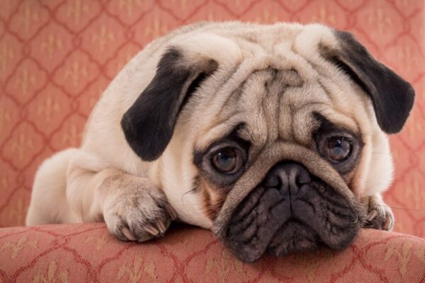 目やにから考えられる代表的な病気と治療法