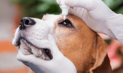 犬の白内障に目薬は有効なの？治療法についても解説