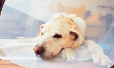 犬の膵炎について知りたい！症状や原因、治療法とは？