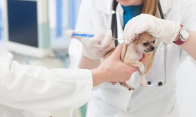 愛犬の腎不全対策はあるの？おすすめのご飯について解説！