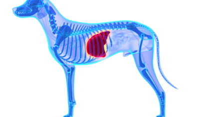 犬の肝臓病 | 原因・治療法・食事管理まで解説