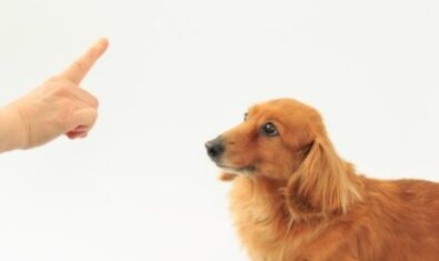 愛犬のトイレのしつけ方法は？今日からできるしつけのコツをご紹介