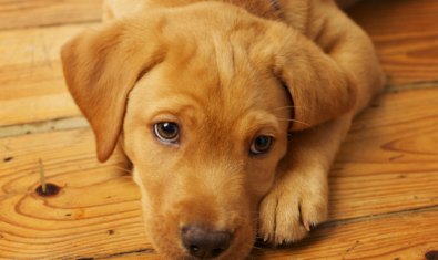 愛犬の慢性胃腸炎とは？症状や治療法について解説