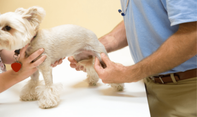 犬の関節炎にマッサージは効果あるの？マッサージ方法も紹介
