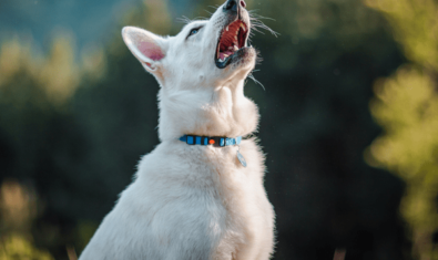 【犬のくしゃみ】なぜ犬はくしゃみをするの？理由や原因となる病気を解説