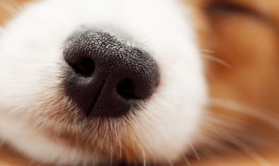犬の鼻が乾燥でポロポロしている！原因と対処法は？