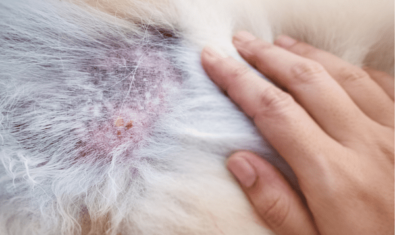 犬の皮膚病に効果のある食事管理｜症状別おすすめフードを解説！