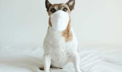 犬も風邪をひくの？症状や予防法について解説