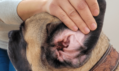 犬の中耳炎の症状や予防について解説|サインを見逃さないように！