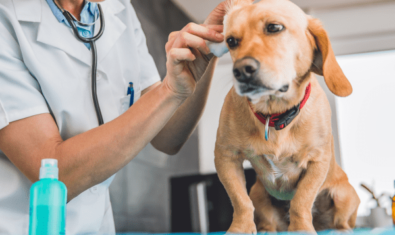 犬の外耳炎の治療って何するの？費用や期間はどのくらい？