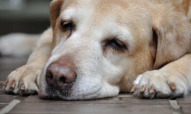 早期発見がカギ！愛犬の主な肝臓病５つと予防法を解説