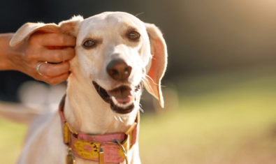 犬の耳血腫とは？原因・症状・治療法について解説