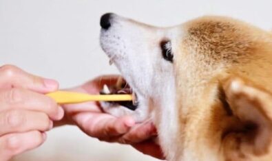 愛犬の歯肉炎・歯周病の違いとは？｜違い・症状・治療法について解説