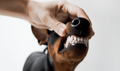 犬の歯が折れた…放置すると肺炎に？｜症状・リスク・治療法について解説