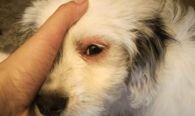 愛犬のアレルギーの原因や症状とは？検査や予防、自宅でできる対策について解説