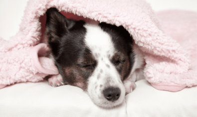 愛犬の急性腎臓病は重症化すると命に関わるの？症状や原因について解説！