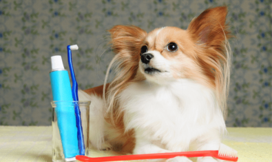 犬の歯磨きは必要不可欠！頻度や嫌がる場合の対処法について徹底解説