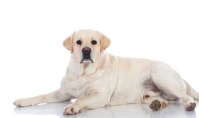 犬が肥満になると発症が高まる病気とは|肥満により起こる病気5選を解説