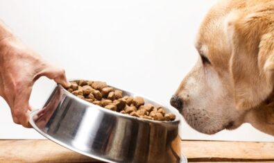 犬のダイエット方法とは？肥満の原因やリスクについても分かりやすくご紹介