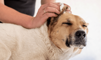 犬の耳掃除のやり方とは？！頻度・やり方・注意点について解説