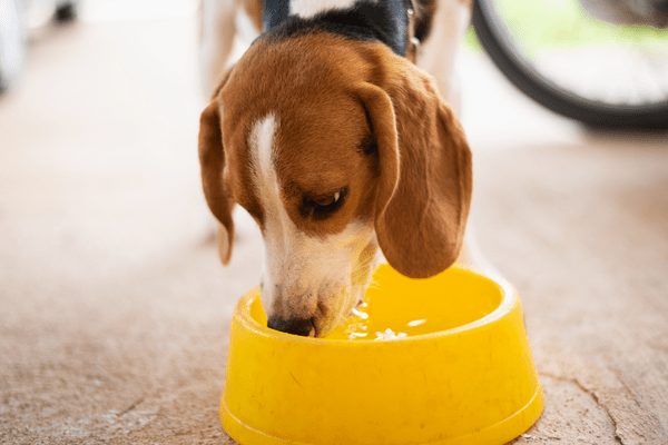 愛犬の腎臓病における食事療法におけるその他の注意点