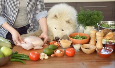 老犬こそ手作りごはん｜メリットについて解説