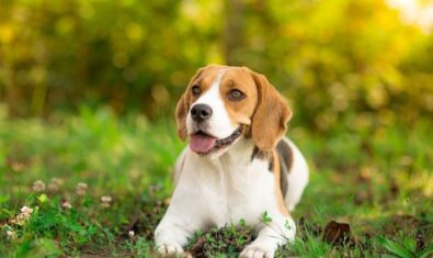 犬のリンパ腫とは？症状・ステージ・治療法について解説
